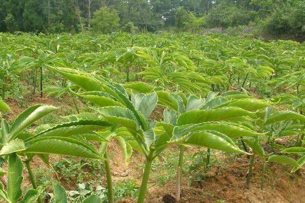 魔芋市场价多少一斤,1亩魔芋种植利润分析