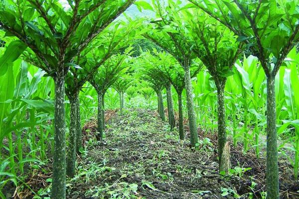 魔芋市场价多少一斤,1亩魔芋种植利润分析
