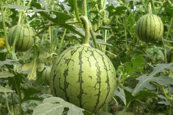 20亩地大棚种西瓜收入,附大棚西瓜种植技术