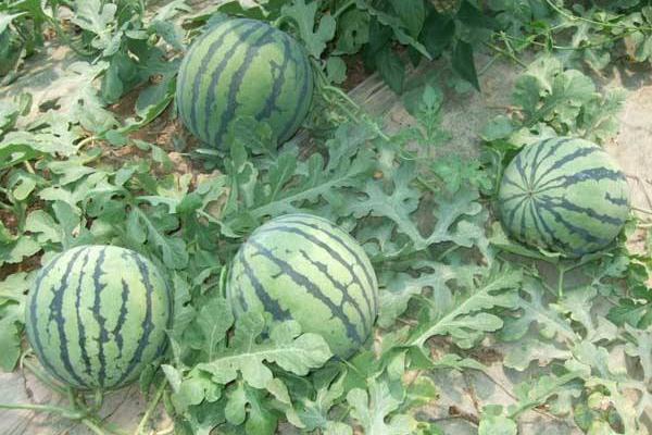 20亩地大棚种西瓜收入,附大棚西瓜种植技术