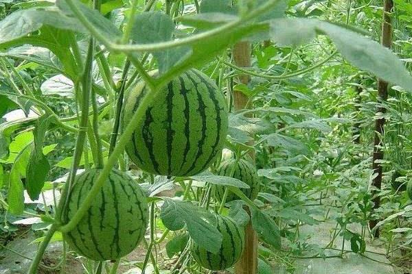20亩地大棚种西瓜收入,附大棚西瓜种植技术