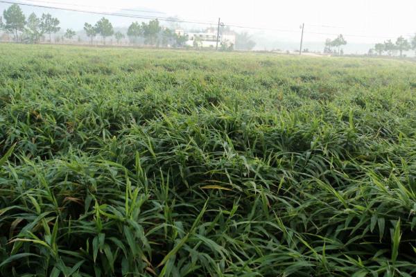 生姜在什么地方和什么时候种植最合适,附种植技术