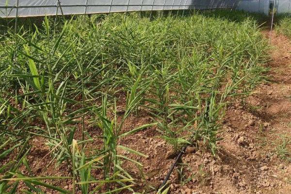 生姜在什么地方和什么时候种植最合适,附种植技术