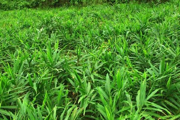 生姜在什么地方和什么时候种植最合适,附种植技术
