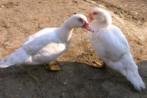 家禽豚怎么做好吃,家禽豚怎么去毛