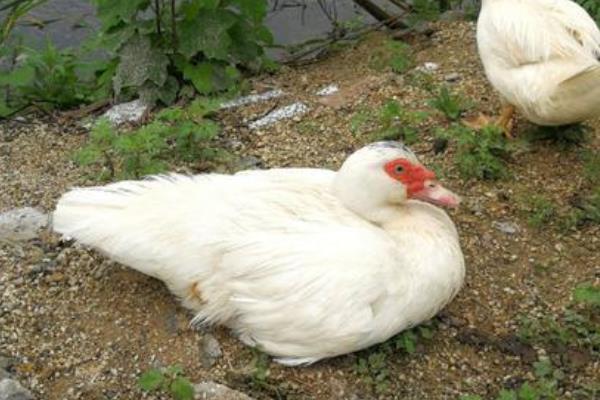 家禽豚怎么做好吃,家禽豚怎么去毛