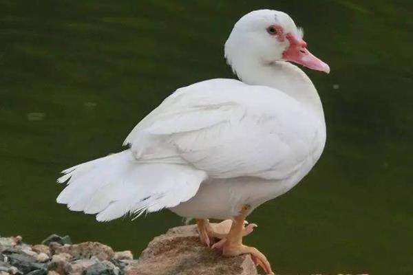 家禽豚怎么做好吃,家禽豚怎么去毛