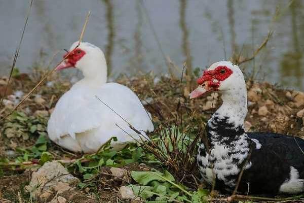 家禽豚怎么做好吃,家禽豚怎么去毛