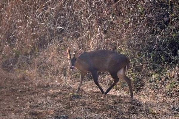 麂子市场价多少一斤,麂子养殖成本和利润