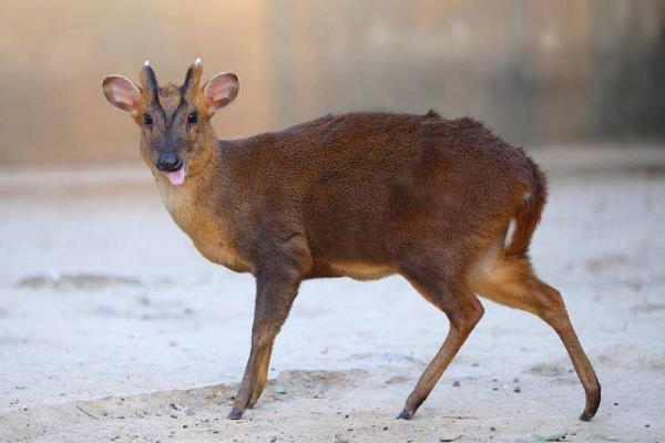 麂子市场价多少一斤,麂子养殖成本和利润