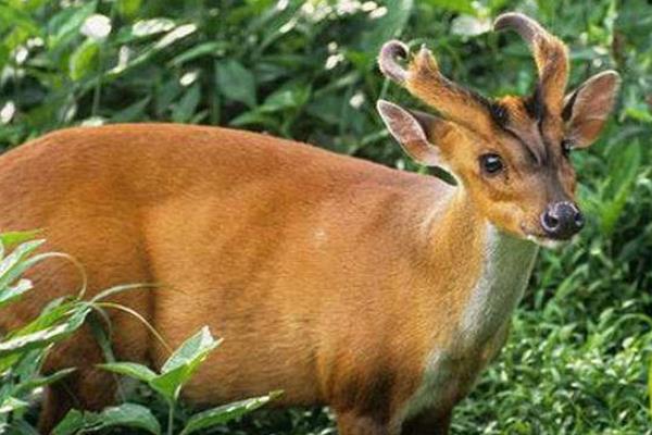 麂子市场价多少一斤,麂子养殖成本和利润