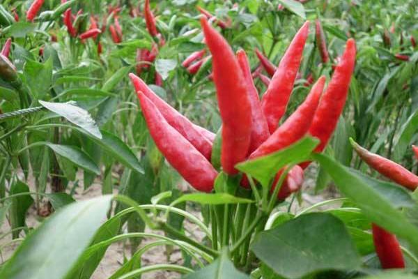 100亩朝天椒的利润多少,朝天椒市场价多少