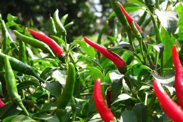 100亩朝天椒的利润多少,朝天椒市场价多少