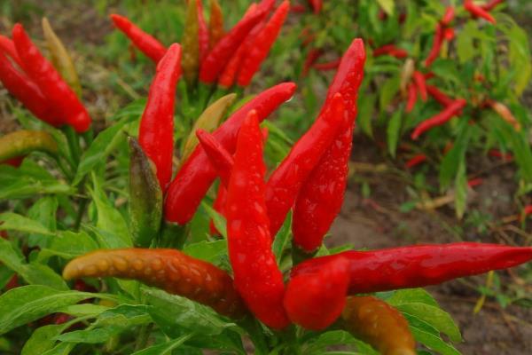 100亩朝天椒的利润多少,朝天椒市场价多少