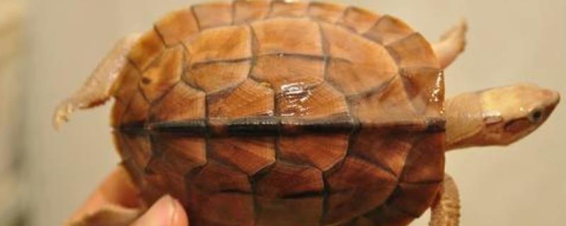 广东金钱龟苗几钱一只，金钱龟有多少品种