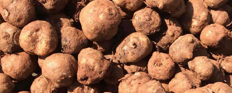 魔芋市场价多少一斤，1亩魔芋种植利润分析