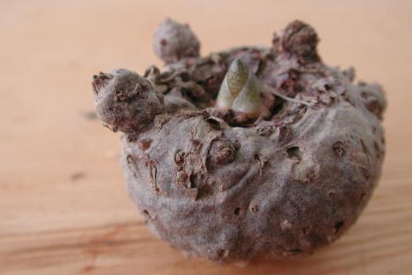 魔芋市场价多少一斤,1亩魔芋种植利润分析