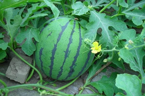 20亩地大棚种西瓜收入,附大棚西瓜种植技术