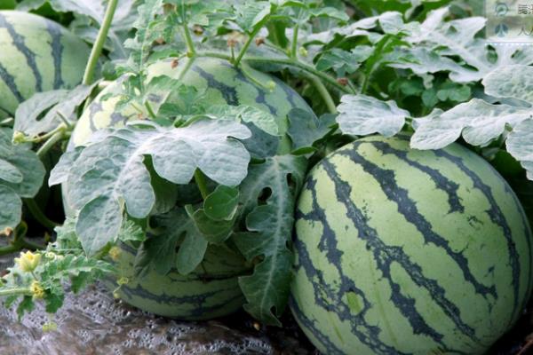 20亩地大棚种西瓜收入,附大棚西瓜种植技术