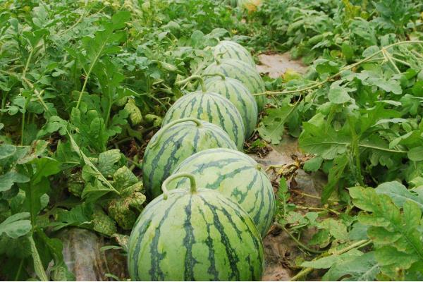 20亩地大棚种西瓜收入,附大棚西瓜种植技术