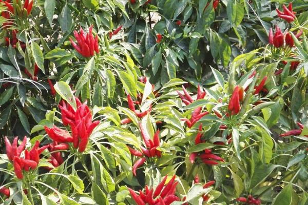 100亩朝天椒的利润多少,朝天椒市场价多少