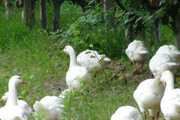 喂50只蛋鹅利润多少?风险大吗?蛋鹅一年能产多少蛋?