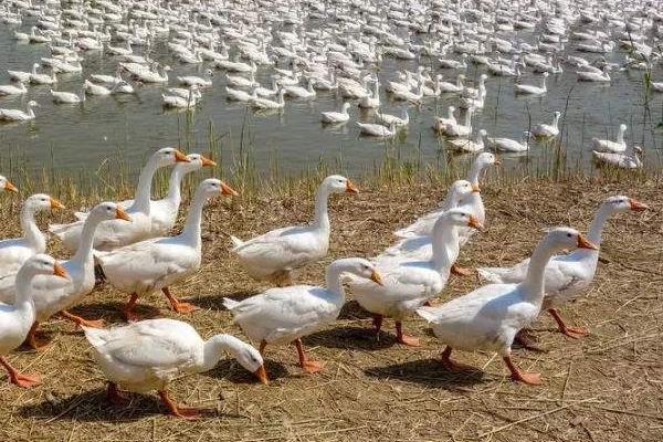 喂50只蛋鹅利润多少?风险大吗?蛋鹅一年能产多少蛋?