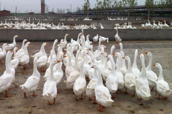 喂50只蛋鹅利润多少?风险大吗?蛋鹅一年能产多少蛋?