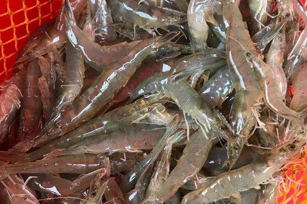 水产生意有多暴利,水产生意一月能赚多少