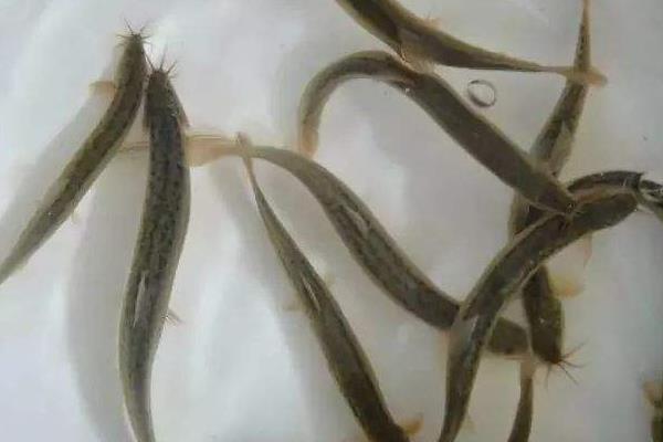 水产生意有多暴利,水产生意一月能赚多少