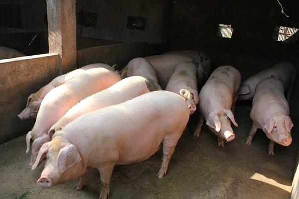 屠宰场利润大吗,屠宰场需要什么手续