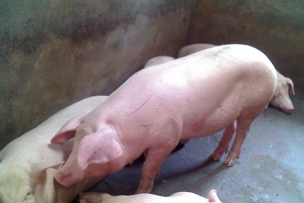 屠宰场利润大吗,屠宰场需要什么手续