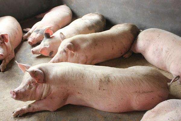 屠宰场利润大吗,屠宰场需要什么手续