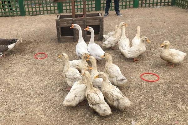 现在套鹅生意可以吗,套鹅生意会亏本吗?附套鹅技巧