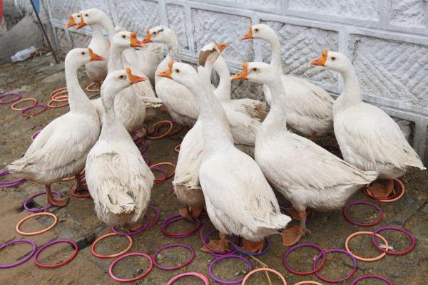 现在套鹅生意可以吗,套鹅生意会亏本吗?附套鹅技巧