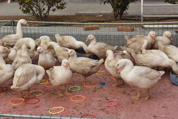 现在套鹅生意可以吗,套鹅生意会亏本吗?附套鹅技巧