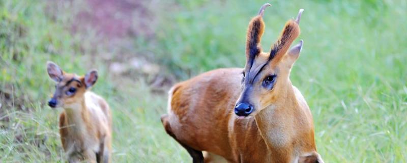 麂子市场价多少一斤，麂子养殖成本和利润