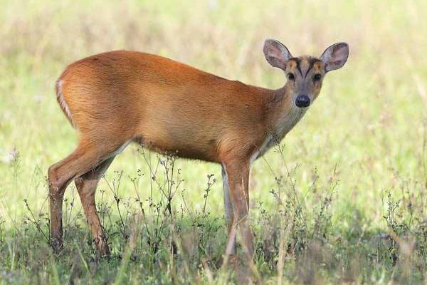 麂子市场价多少一斤,麂子养殖成本和利润