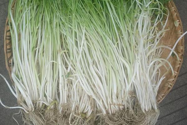 溧阳白芹现在多少一斤?怎么保存?附常见做法