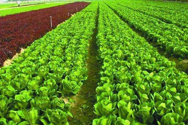 农业绿色发展的趋势包括哪几个方面哪些内容