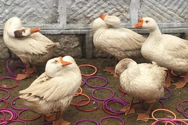 现在套鹅生意可以吗,套鹅生意会亏本吗?附套鹅技巧