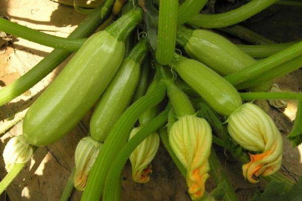 西葫芦最怕的农药,这些农药不能乱用