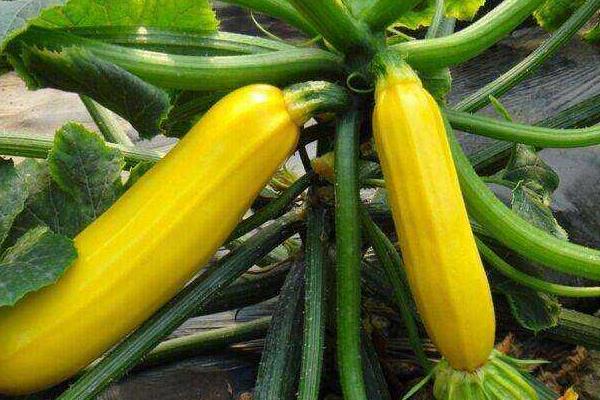 西葫芦最怕的农药,这些农药不能乱用