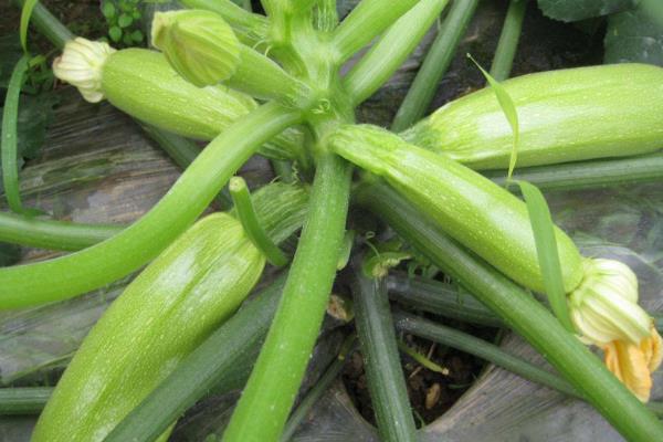 西葫芦最怕的农药,这些农药不能乱用