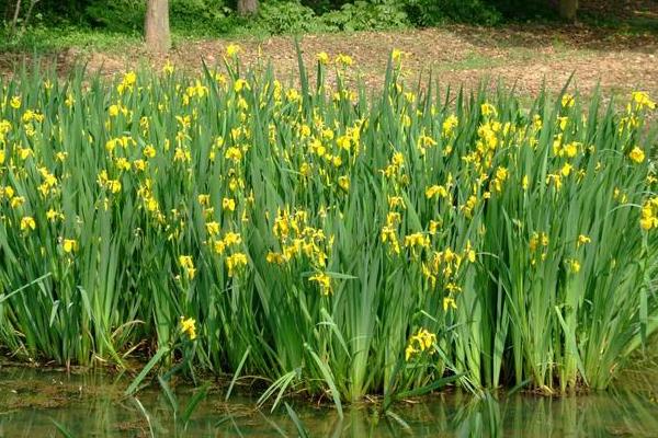 农村现在能做什么生意，农村5万以内创业项目