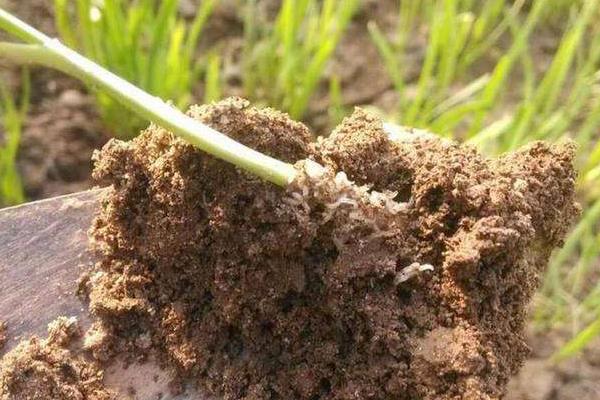 韭蛆用什么农药最佳,灌什么药效果好