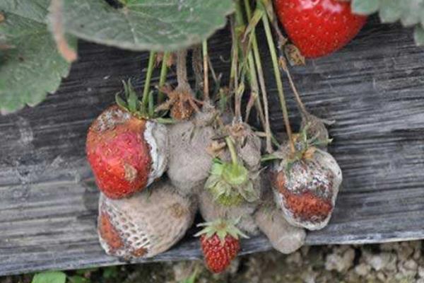 治灰霉病的最佳农药,灰霉病的发病条件是什么