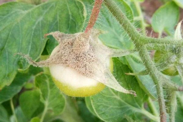 治灰霉病的最佳农药,灰霉病的发病条件是什么