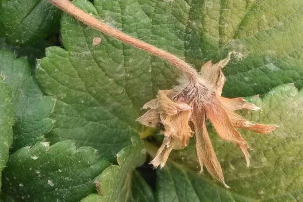 治灰霉病的最佳农药,灰霉病的发病条件是什么