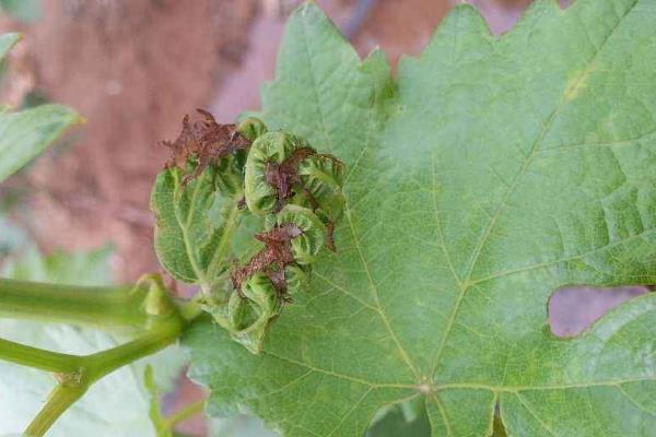 治灰霉病的最佳农药,灰霉病的发病条件是什么